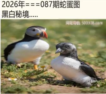 另版蛇蛋图