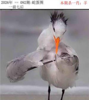 正版蛇蛋图