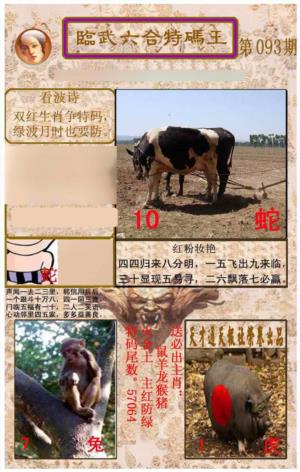 临武六合特码王