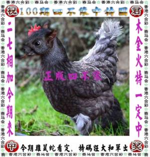 第2026100期图库