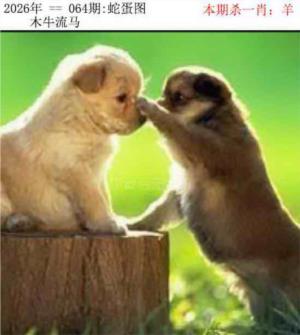正版蛇蛋图