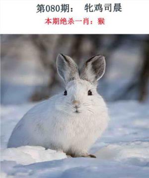 金钱豹自有真功夫
