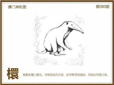 澳门神机图