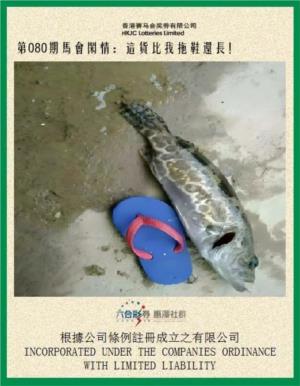 马会闲情
