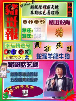 猪哥报