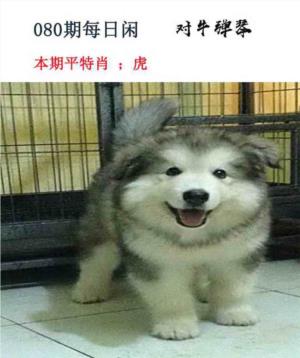 每日闲情