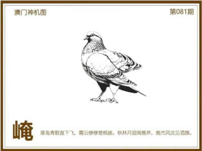澳门神机图
