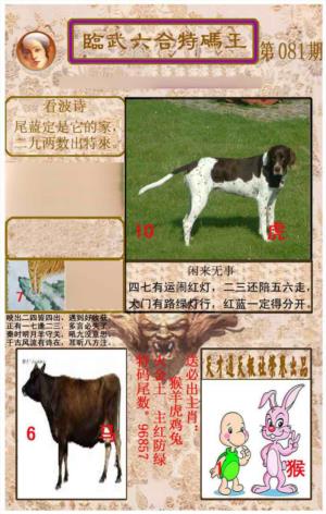 临武六合特码王
