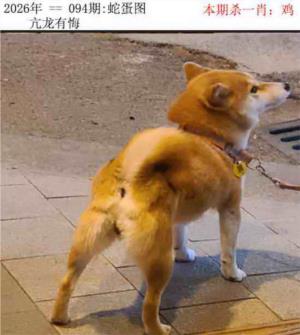 正版蛇蛋图